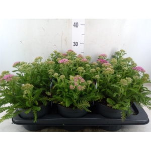 Achillea millef.