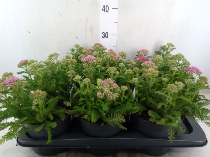 <h4>Achillea millef.</h4>