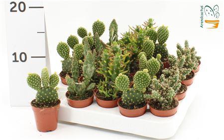 <h4>Cactus Opuntia</h4>