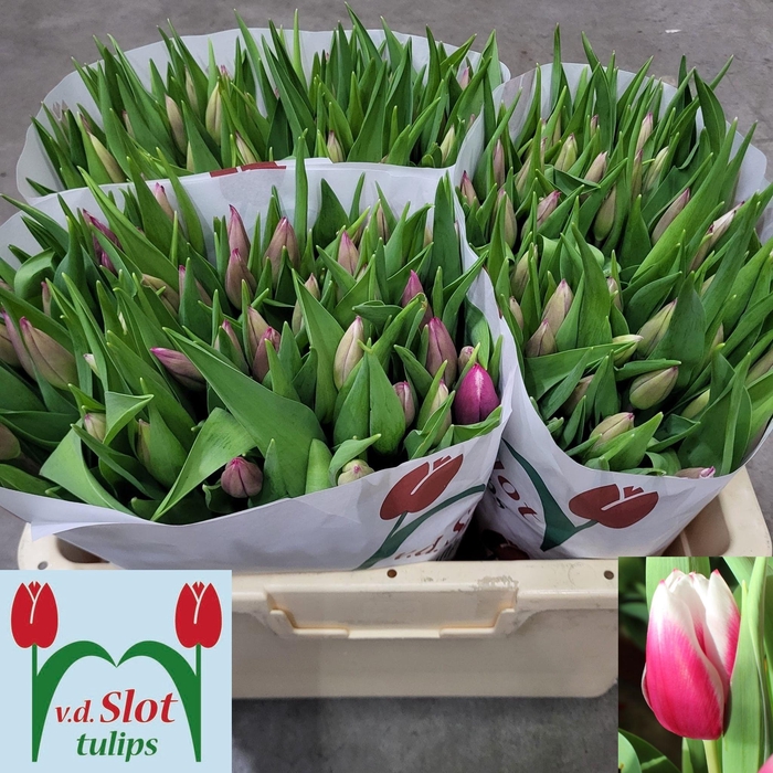 <h4>TU EN KAMALIYA</h4>