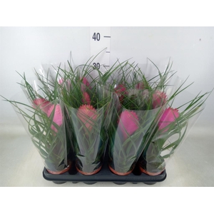 Tillandsia cyanea 'Anita'