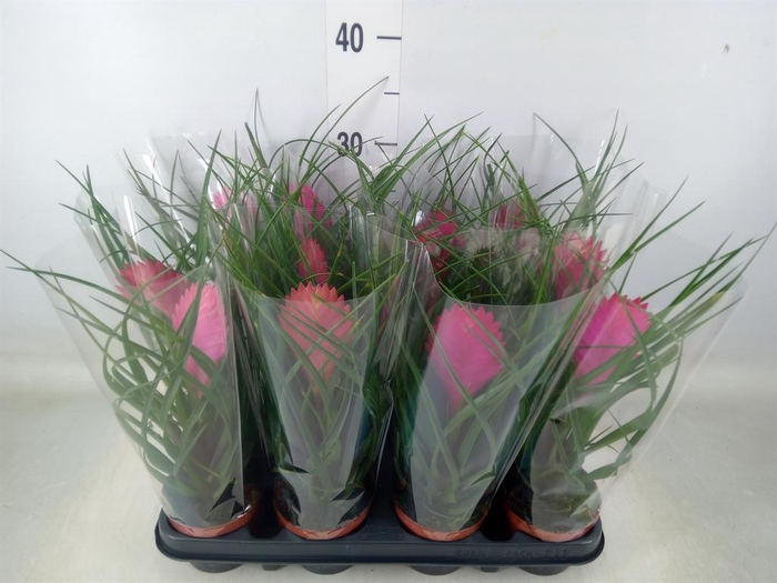 <h4>Tillandsia cyanea 'Anita'</h4>