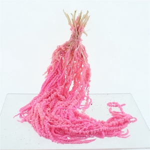 Pres Amaranthus Bleached Pink