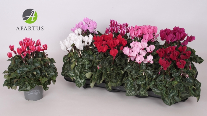 <h4>CYCL KL SUP CARINO</h4>