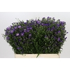 Aster Casamare