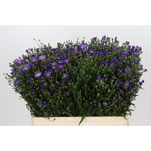 Aster Casamare