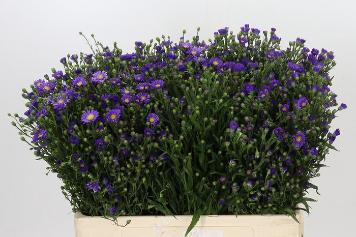 <h4>Aster Casamare</h4>