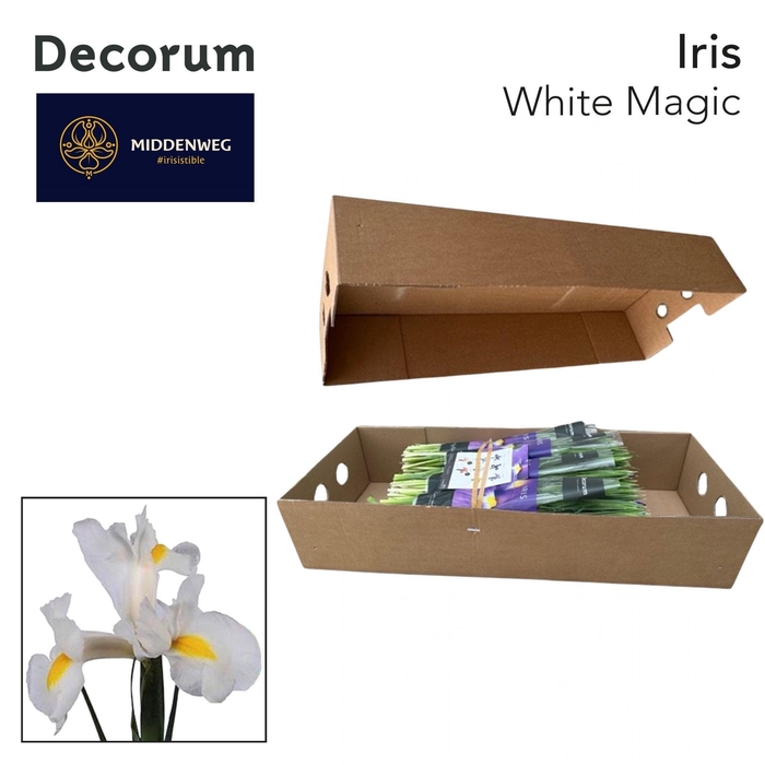 <h4>Iris White Magic Pre-Packed Decorum</h4>
