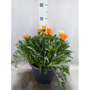 Gazania rig. 'Big Kiss'   ...mix