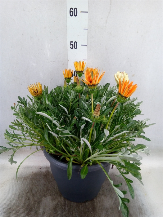 <h4>Gazania rig. 'Big Kiss'   ...mix</h4>
