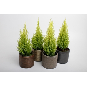 Cupressus Marcocarpa in 4 kleuren Ancora keramiek