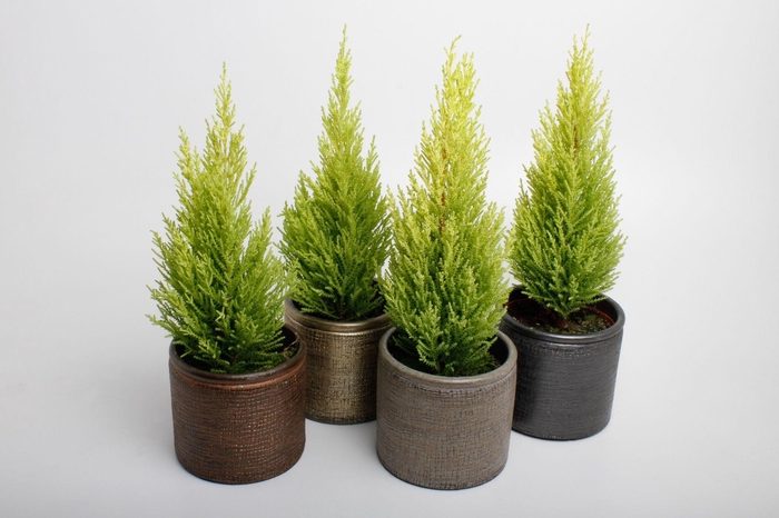 <h4>Cupressus Marcocarpa in 4 kleuren Ancora keramiek</h4>