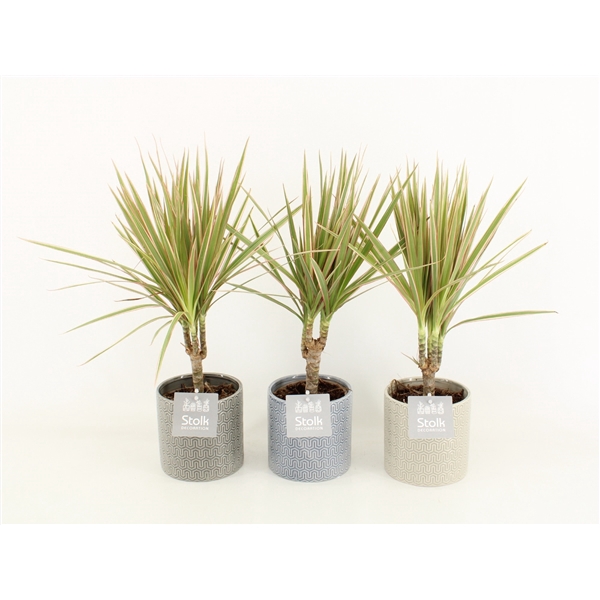 <h4>Dracaena Marginata Bicolor in Gaia keramiek</h4>