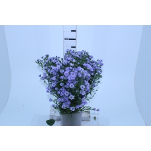 ASTER D. PLUS 080 CM MIN 20 GRAMAS