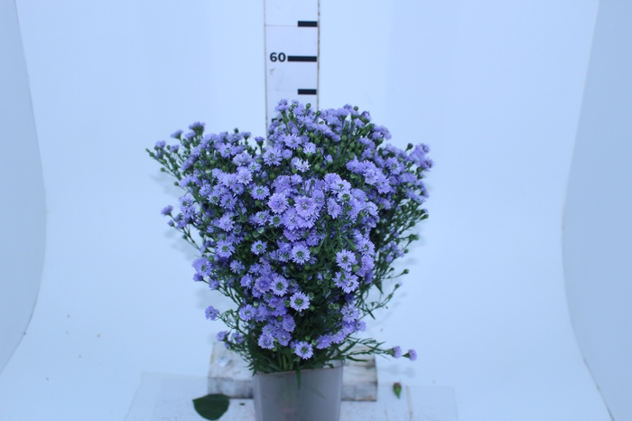 ASTER D. PLUS 080 CM MIN 20 GRAMAS