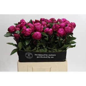 Paeonia Red Sarah Bernhardt