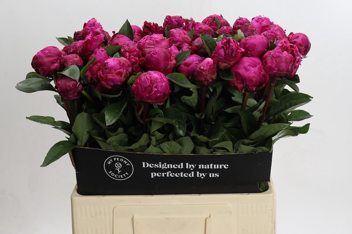 <h4>Paeonia Red Sarah</h4>