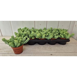 Sedum burrito