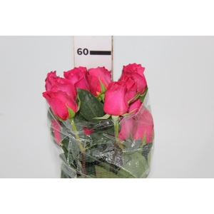 ROSA PINK FLOYD 060 CM PINK ESTUFA