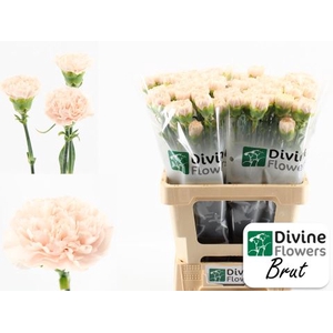 Dianthus ST 'Brut'