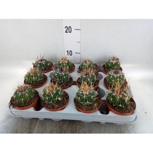 Cactus   ...