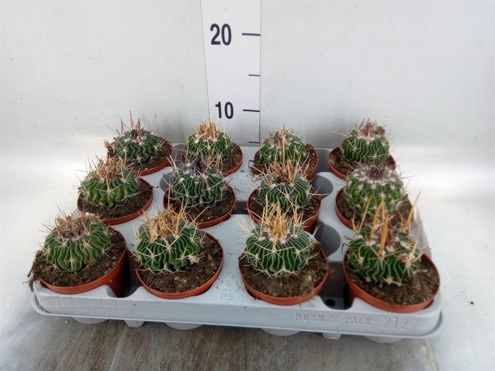 <h4>Cactus   ...</h4>