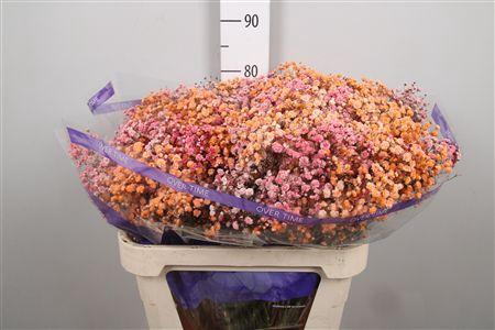 <h4>Gyps Rb Light Orange Light Red</h4>