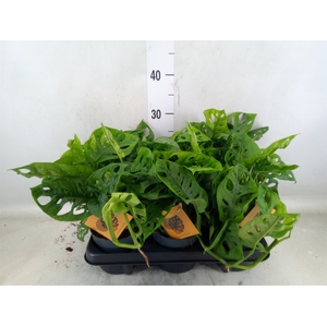 Monstera obliqua 'Monkey Mask'