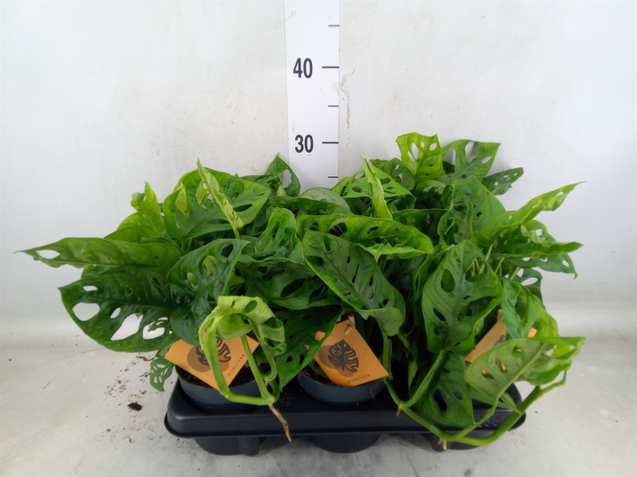 <h4>Monstera obliqua 'Monkey Mask'</h4>