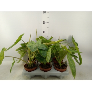 Philodendron   ...
