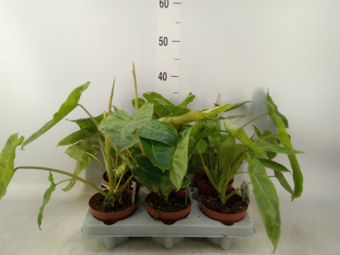 <h4>Philodendron   ...</h4>