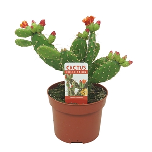 Opuntia