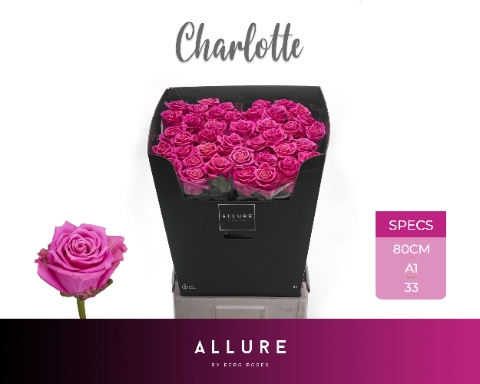 <h4>R GR CHARLOTTE ALLURE</h4>