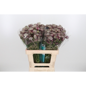 Astrantia Star Of Africa