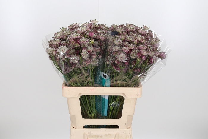 <h4>Astrantia Star Of Africa</h4>