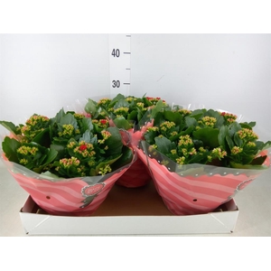 Kalanchoe blos. 'RosDon Justino'