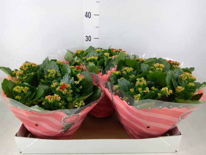 <h4>Kalanchoe blos. 'RosDon Justino'</h4>