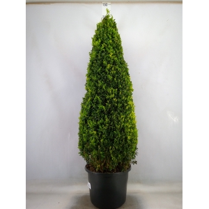 Buxus semp.   ...