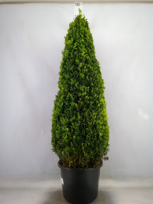 <h4>Buxus semp.   ...</h4>