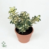 Euonymus fort. 'Blondy'®