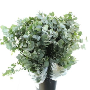 Euca Cinerea Long 200grams Albenga
