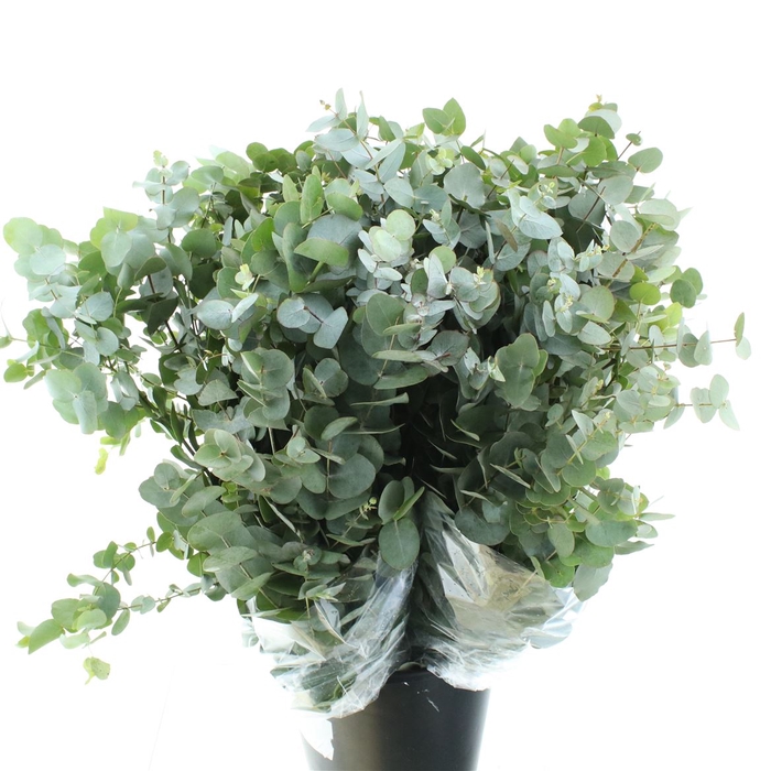 <h4>Euca Cinerea Long 200grams Albenga</h4>