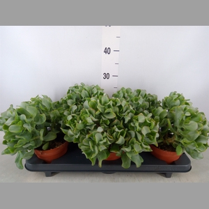 Crassula arborescens