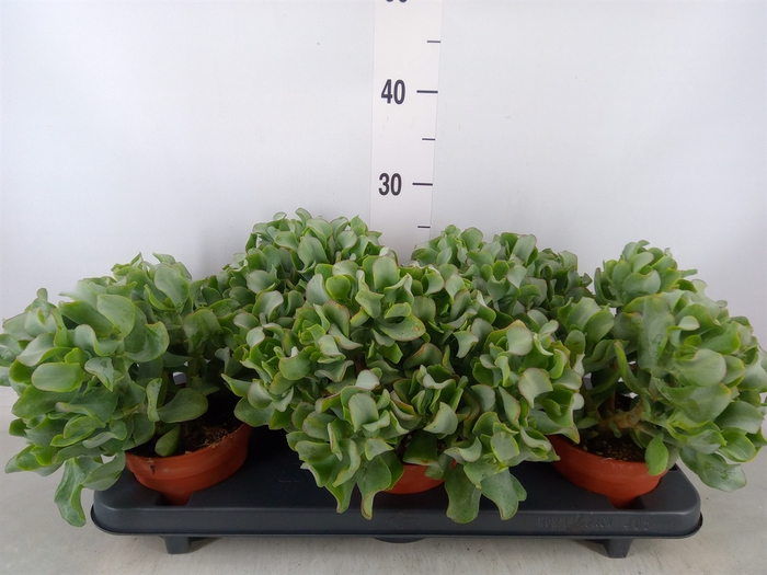 <h4>Crassula arborescens</h4>