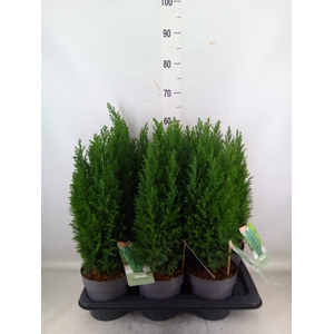 Chamaecyparis laws. 'Ellwoodii'