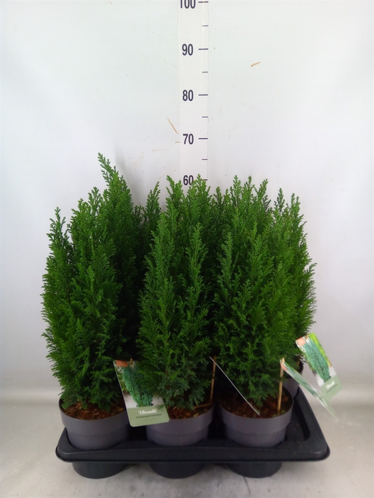 <h4>Chamaecyparis laws. 'Ellwoodii'</h4>