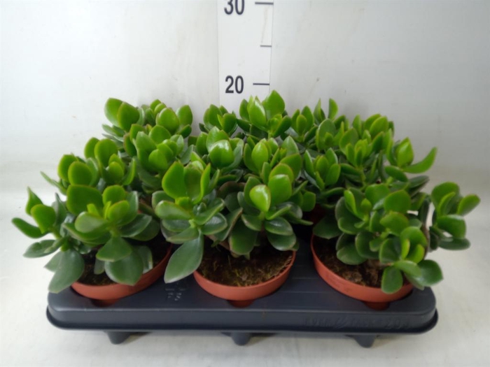 <h4>Crassula  'Hulk'</h4>