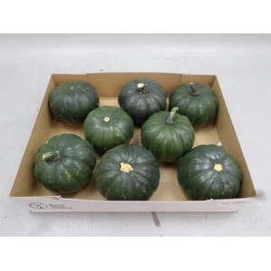 . Cucurbita Ov