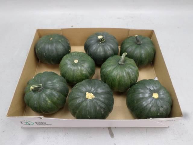 <h4>. Cucurbita Ov</h4>