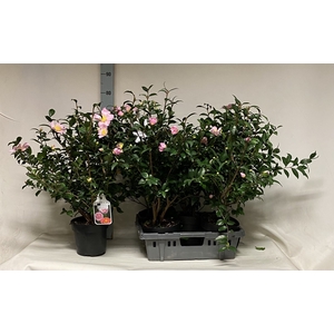 Camellia japonica 'Mathotiana Rosea'
